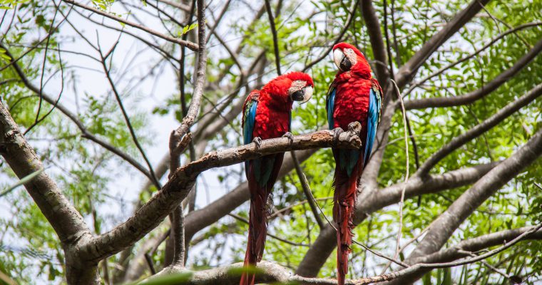 The Pantanal: Not Quite a Guide