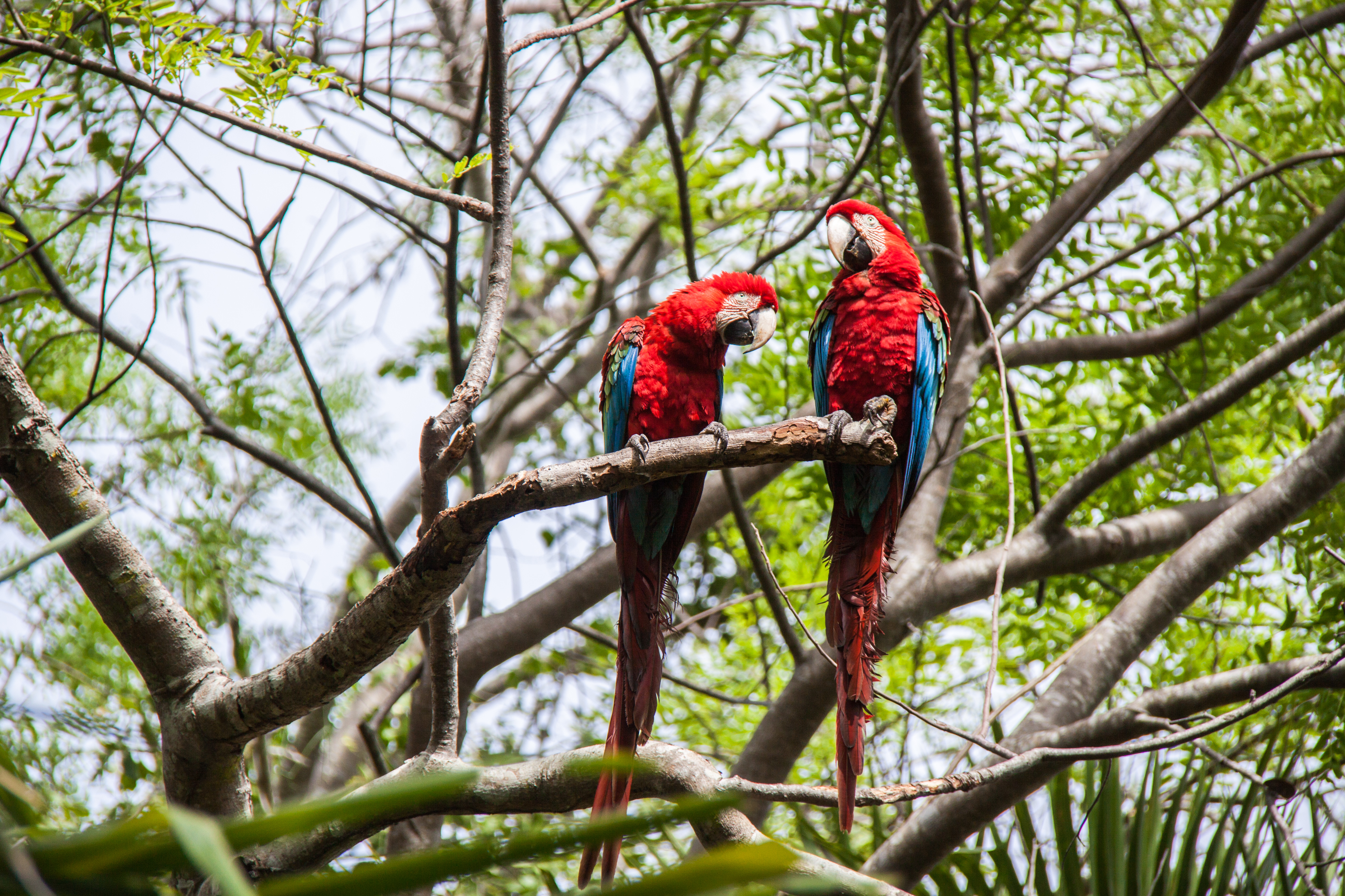 The Pantanal: Not Quite a Guide